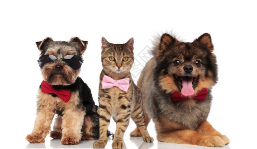 由三只有弓和太阳镜的狗猫组成的时尚团体高清图片