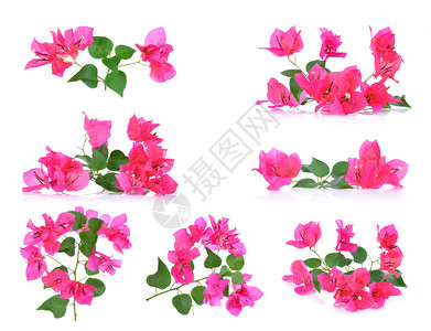 粉红色布干维尔花朵在白色图片