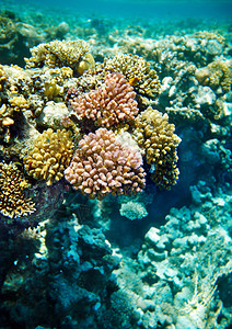 珊瑚礁和鱼在水下潜水图片