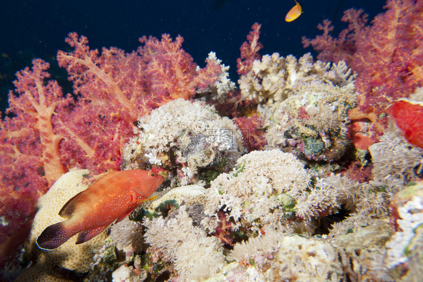 潜水时红海的多彩水下景观图片