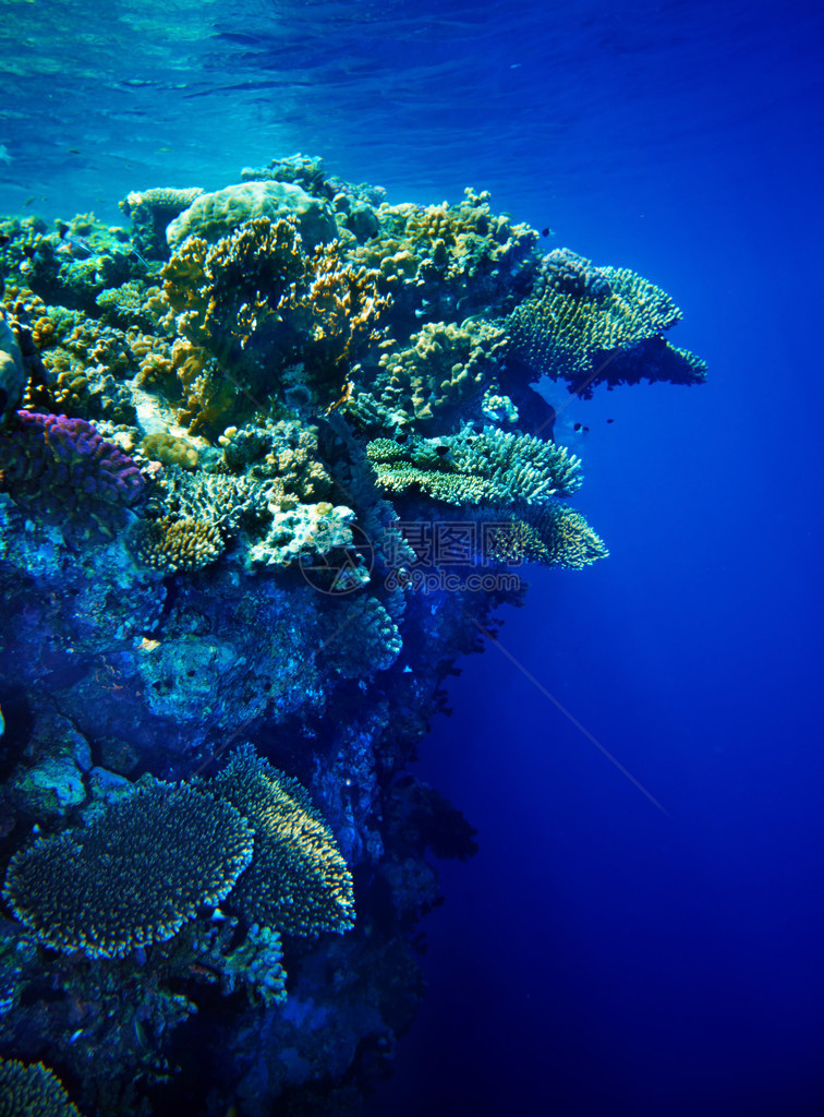 珊瑚礁的水下生命大自然的美图片