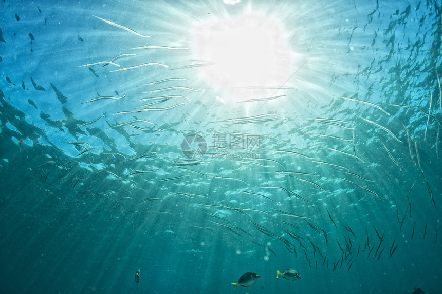 水下潜水时在红海中图片