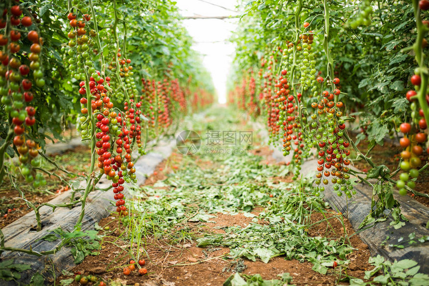 红樱桃番茄在温室的花盆里种植樱桃番茄图片