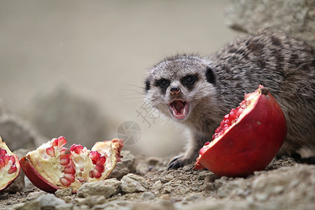 猫鼬吃坐在沙漠岩石上的红石榴背景图片