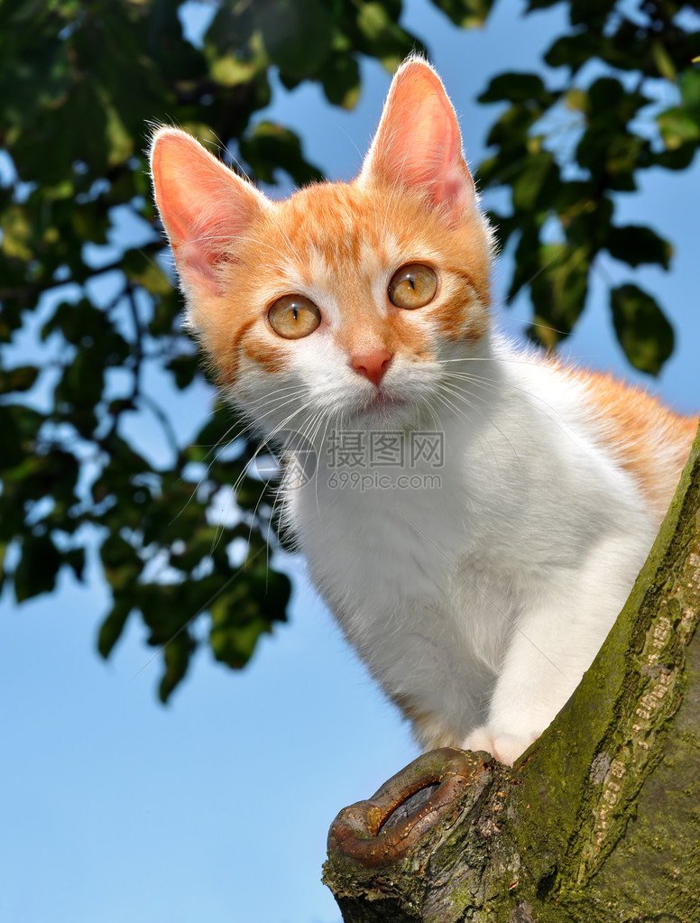 树上的小红猫图片