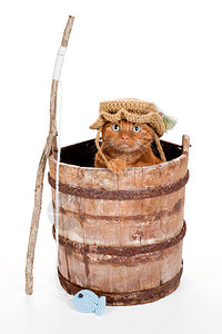 一只橙色的虎斑猫戴着钩针编织的渔夫帽图片