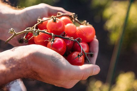 关于农民手中握着新鲜成熟番茄的近图片
