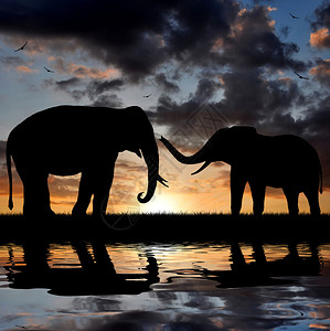 夕阳下的两只大象图片