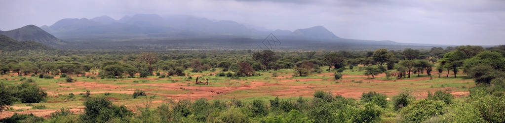 肯尼亚Tsavo公园8图片