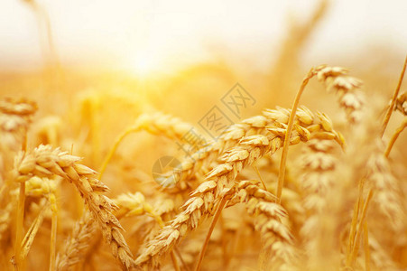 小麦闭合太阳上小麦田小麦耳图片