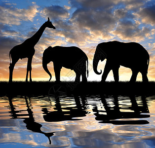 剪影大象和长颈鹿在日落图片