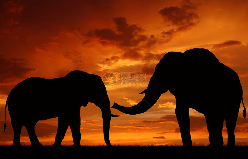 夕阳下的大象剪影图片