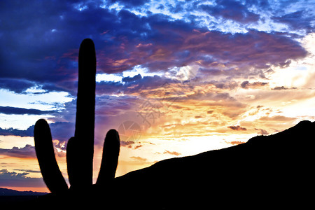 沙漠日落的仙人掌图片