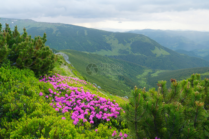 盛开的杜鹃花丛在山的夏天风景阴天自然之美喀尔巴阡山脉图片