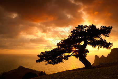 夕阳下的孤树背景图片
