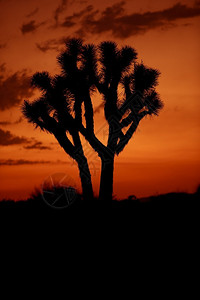 沙漠日落JoshuaTrees图片