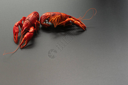 小龙虾红黑色背景上的小龙虾肖像图片