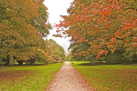 秋天绿树成荫的乡间小路图片