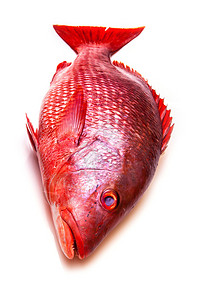 北红帆钓露特雅努斯野生鱼在白色背景图片