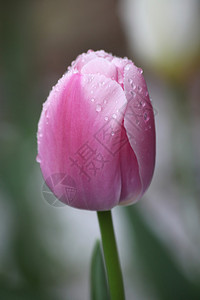 单个红粉郁金香上的雨滴背景图片