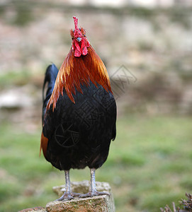 在农场的石头上长着红冠的大公鸡图片