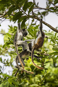濒危的桑给巴尔红椰壳猴子Procolobuskirkii朱扎尼森背景图片