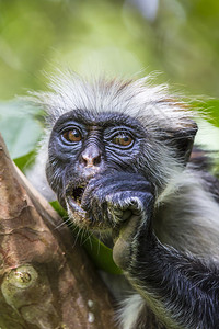 濒危的桑给巴尔红椰壳猴子Procolobuskirkii朱扎尼森背景图片