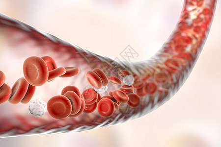 含有流动血细胞的血液容图片