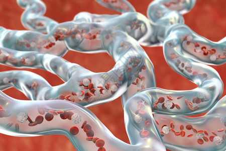 血管网络带流动血细胞的刺背景图片