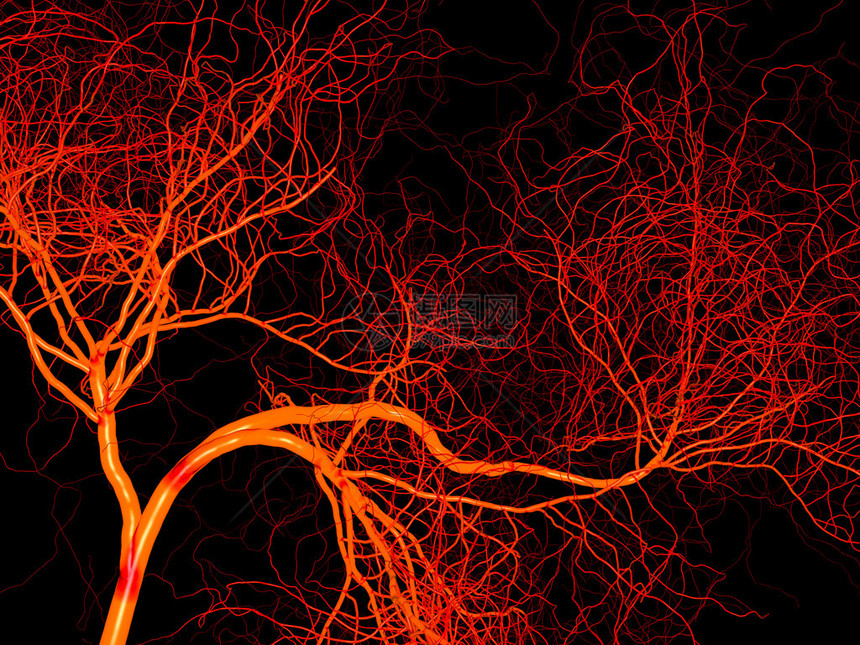 动脉和血管神经系统或血液系统图片