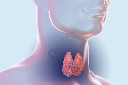 人体内的甲状腺3D插图背景图片