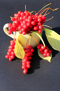 红色五味子的枝条和深色背景中杯子里的叶子五味子的收获图片