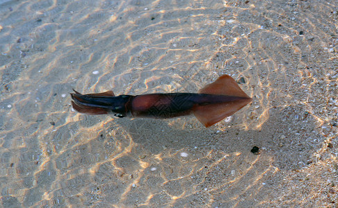 小水面上的红海乌贼图片