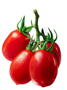 RomaVF西红柿Solanumlycopersicum图片