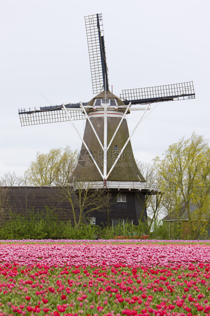 荷兰Holwold荷兰霍尔德风图片