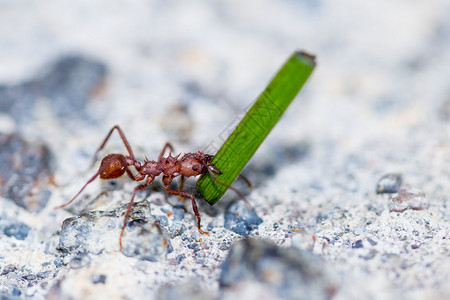 红色叶片蚂蚁的巨型红叶片图片