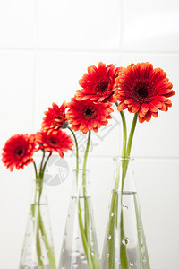 四个带有红色非洲菊雏的花瓶背景图片