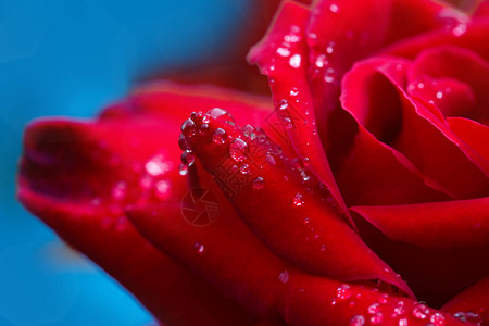 带水滴的红玫瑰红玫瑰上的微距拍摄图片