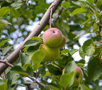 生长在苹果树上的苹果图片