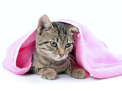 小猫用毛巾洗澡特写图片