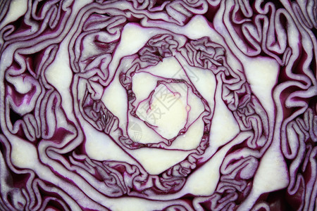 红白卷心菜背景图片