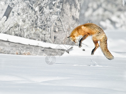 红狐狸在寒冬大雾图片