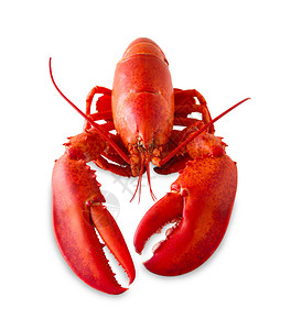 红色龙虾在白色背景上被隔离图片