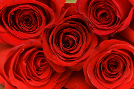 五朵红玫瑰的特写图片