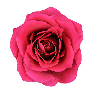 白色背景上的红玫瑰花美丽的红玫瑰图片