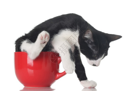 有趣的小猫在一个红茶杯图片