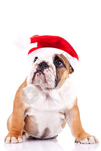 可爱的小圣诞老人英国斗牛犬背景图片