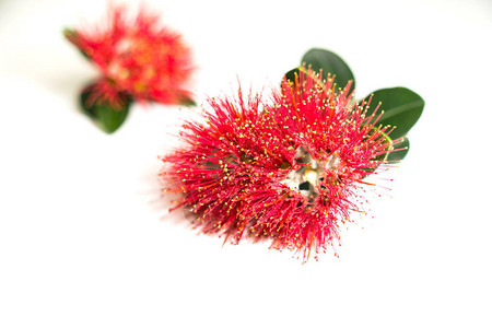 新西兰圣诞树或小木川明红花图片