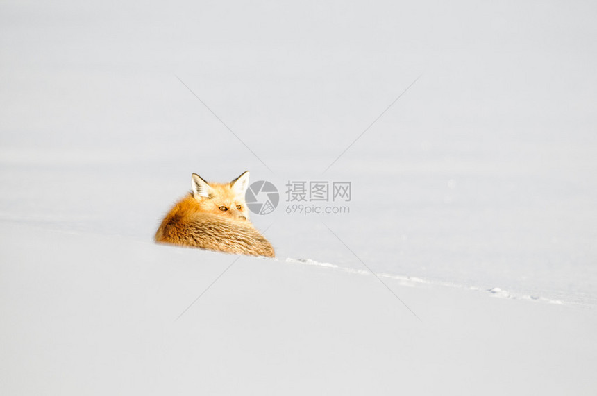 黄石冬天的红狐图片