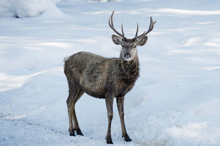 雪背景上的鹿肖像图片